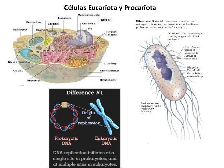 Células Eucariota y Procariota 