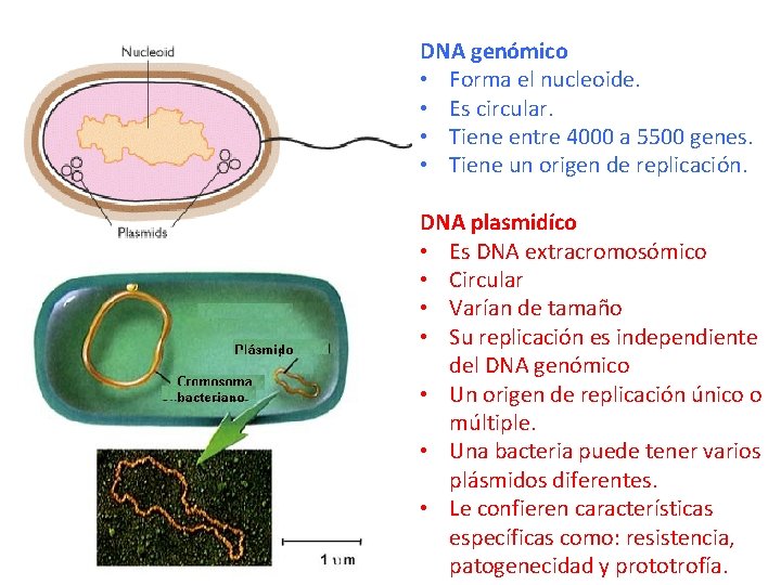 DNA genómico • Forma el nucleoide. • Es circular. • Tiene entre 4000 a