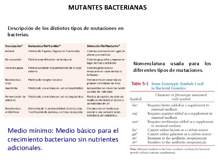 MUTANTES BACTERIANAS Descripción de los distintos tipos de mutaciones en bacterias. Nomenclatura usada para