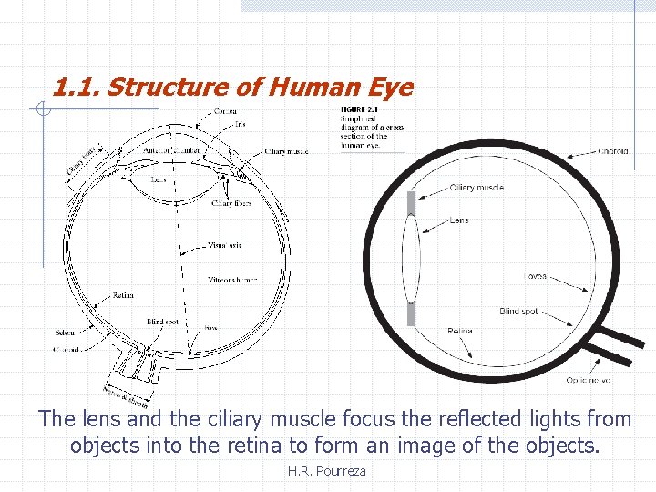1. 1. Structure of Human Eye The lens and the ciliary muscle focus the