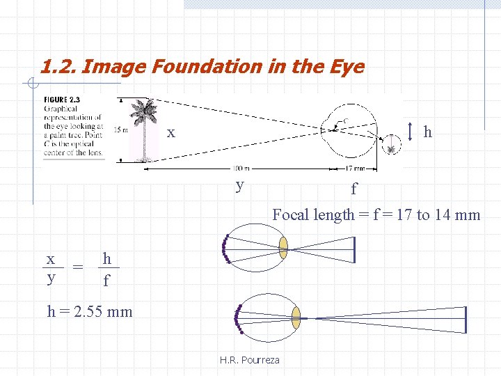1. 2. Image Foundation in the Eye x h y f Focal length =