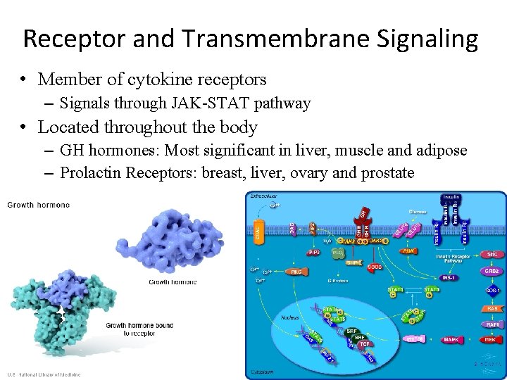 Receptor and Transmembrane Signaling • Member of cytokine receptors – Signals through JAK-STAT pathway Receptor and Transmembrane Signaling • Member of cytokine receptors – Signals through JAK-STAT pathway
