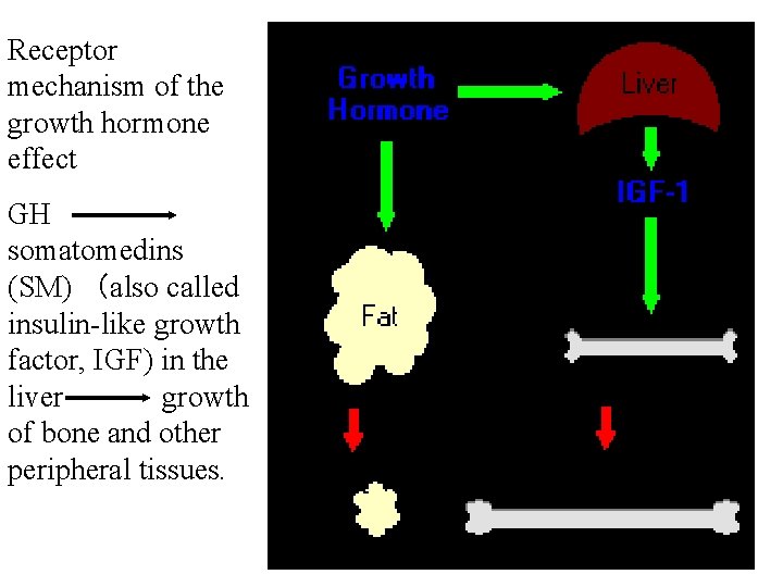 Receptor mechanism of the growth hormone effect GH somatomedins (SM) (also called insulin-like growth Receptor mechanism of the growth hormone effect GH somatomedins (SM) (also called insulin-like growth