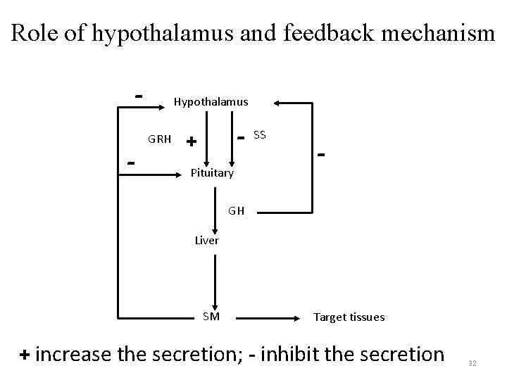 Role of hypothalamus and feedback mechanism - Hypothalamus GRH - SS + Pituitary - Role of hypothalamus and feedback mechanism - Hypothalamus GRH - SS + Pituitary -