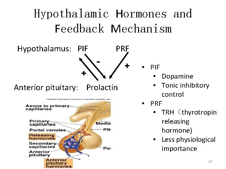 Hypothalamic Hormones and Feedback Mechanism Hypothalamus: PIF + - PRF Anterior pituitary: Prolactin + Hypothalamic Hormones and Feedback Mechanism Hypothalamus: PIF + - PRF Anterior pituitary: Prolactin +