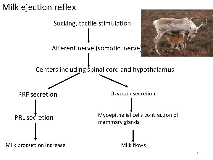 Milk ejection reflex Sucking, tactile stimulation Afferent nerve (somatic nerve) Centers including spinal cord Milk ejection reflex Sucking, tactile stimulation Afferent nerve (somatic nerve) Centers including spinal cord
