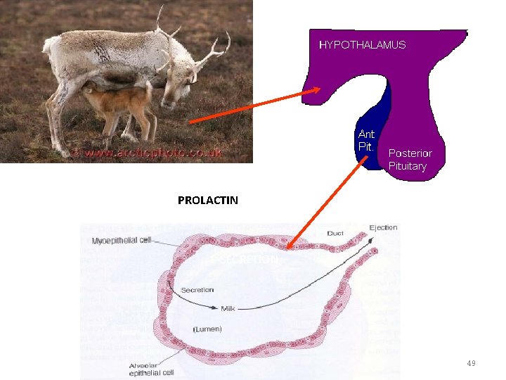 PROLACTIN SECRETION 49 PROLACTIN SECRETION 49