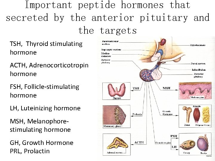 Important peptide hormones that secreted by the anterior pituitary and the targets TSH, Thyroid Important peptide hormones that secreted by the anterior pituitary and the targets TSH, Thyroid