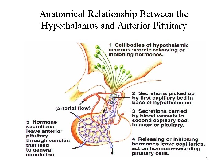 Anatomical Relationship Between the Hypothalamus and Anterior Pituitary 7 Anatomical Relationship Between the Hypothalamus and Anterior Pituitary 7