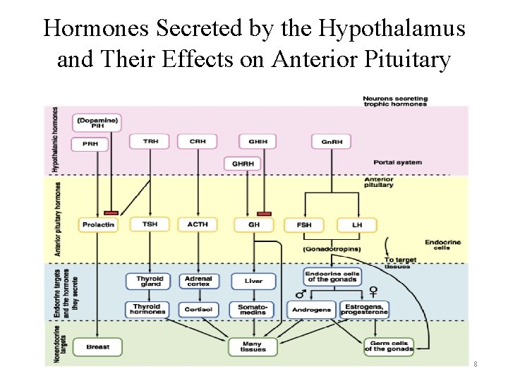 Hormones Secreted by the Hypothalamus and Their Effects on Anterior Pituitary 8 Hormones Secreted by the Hypothalamus and Their Effects on Anterior Pituitary 8