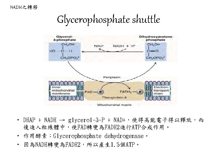 NADH之轉移 Glycerophosphate shuttle • DHAP + NADH → glycerol-3 -P + NAD+，使得高能電子得以釋放，而 後進入粒線體中，使FAD轉變為FADH 2進行ATP合成作用。