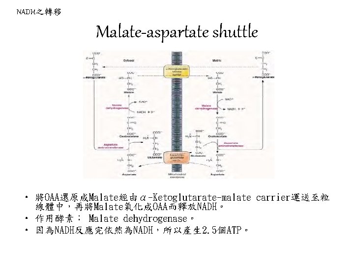 NADH之轉移 Malate-aspartate shuttle • 將OAA還原成Malate經由α-Ketoglutarate-malate carrier運送至粒 線體中，再將Malate氧化成OAA而釋放NADH。 • 作用酵素： Malate dehydrogenase。 • 因為NADH反應完依然為NADH，所以產生 2.