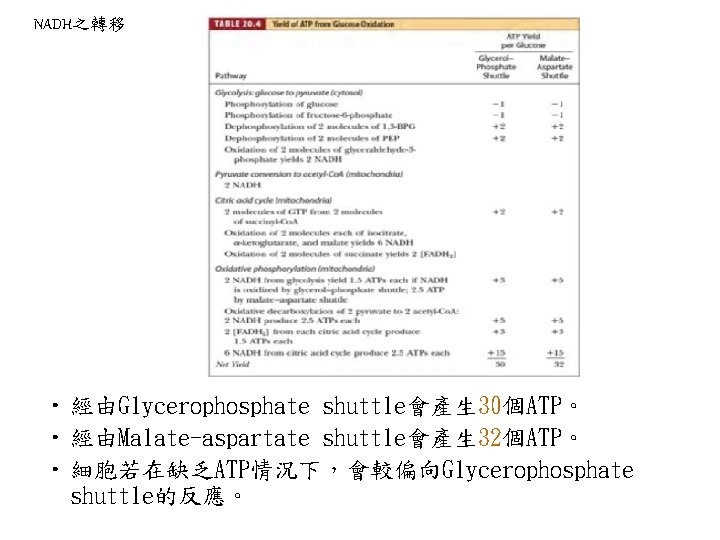 NADH之轉移 • 經由Glycerophosphate shuttle會產生 30個ATP。 • 經由Malate-aspartate shuttle會產生 32個ATP。 • 細胞若在缺乏ATP情況下，會較偏向Glycerophosphate shuttle的反應。 