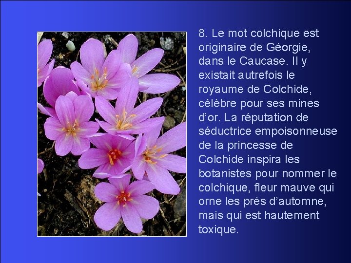 8. Le mot colchique est originaire de Géorgie, dans le Caucase. Il y existait