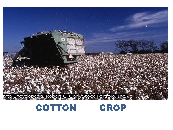 COTTON CROP COTTON CROP