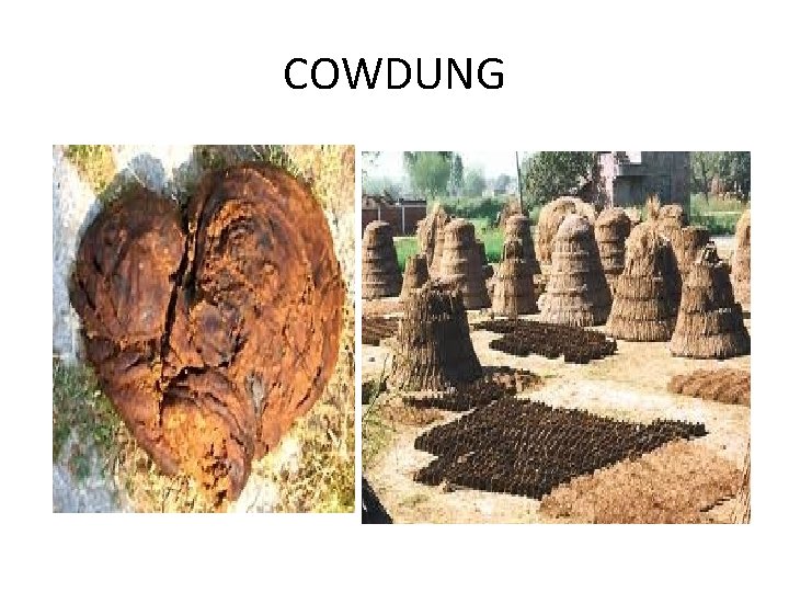 COWDUNG 