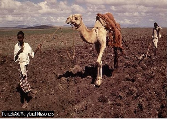 Traditional Farming Methods Across much of Africa, people farm the same way they have