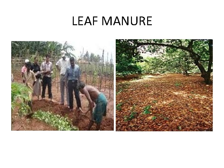 LEAF MANURE 