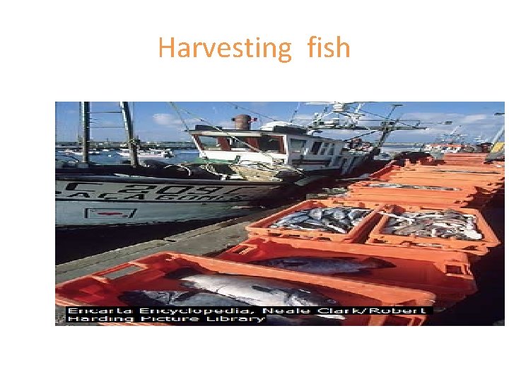 Harvesting fish 