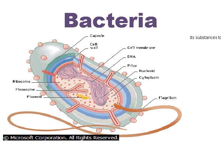 Parts of a Bacterium Bacteria A bacterium is protected by an outer cell wall.