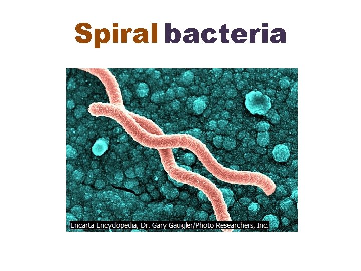 Spiral bacteria 