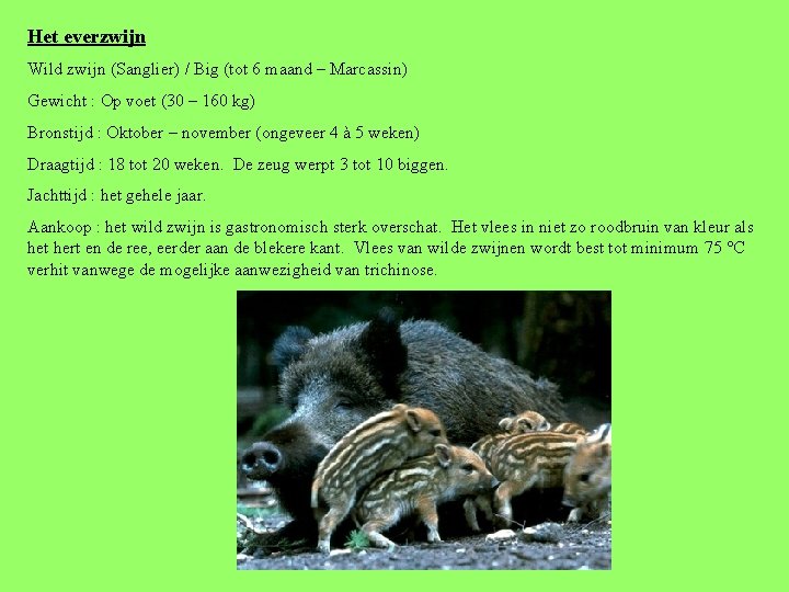 Het everzwijn Wild zwijn (Sanglier) / Big (tot 6 maand – Marcassin) Gewicht :