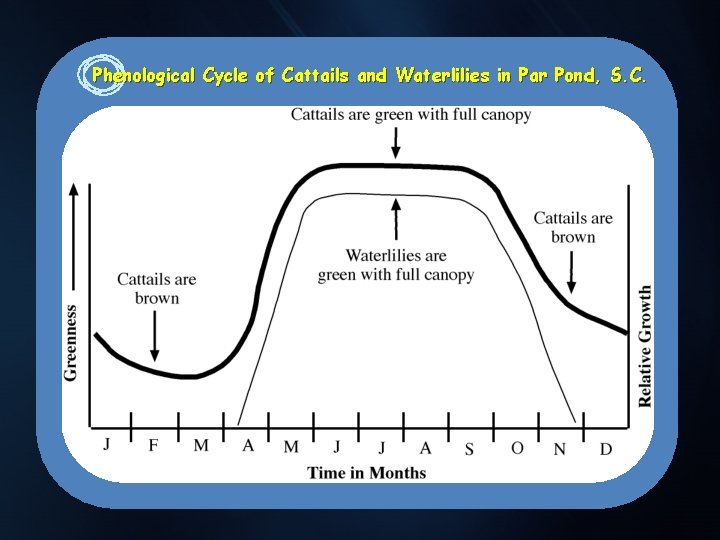 Phenological Cycle of Cattails and Waterlilies in Par Pond, S. C. . 