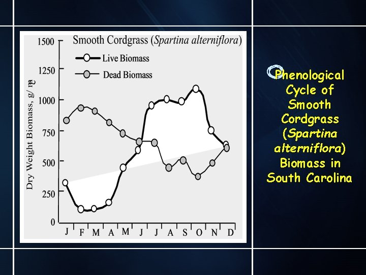 Phenological Cycle of Smooth Cordgrass (Spartina alterniflora) Biomass in South Carolina 