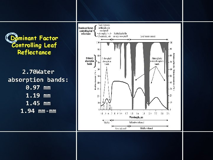 Dominant Factor Controlling Leaf Reflectance 2. 70 Water absorption bands: 0. 97 mm 1.