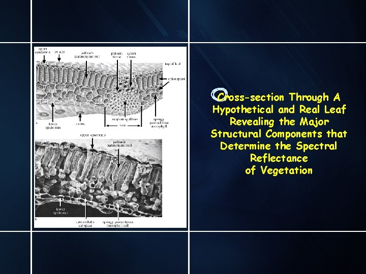 Cross-section Through A Hypothetical and Real Leaf Revealing the Major Structural Components that Determine