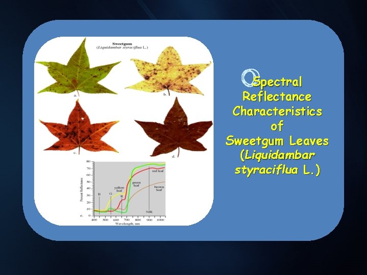 . Spectral Reflectance Characteristics of Sweetgum Leaves (Liquidambar styraciflua L. ) 