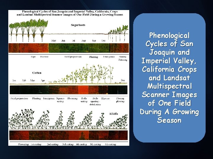 Phenological Cycles of San Joaquin. and Imperial Valley, California Crops and Landsat Multispectral Scanner