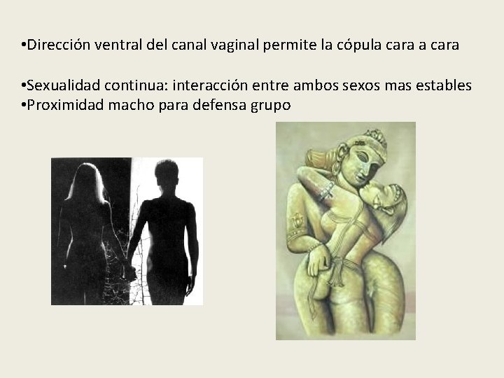  • Dirección ventral del canal vaginal permite la cópula cara • Sexualidad continua: