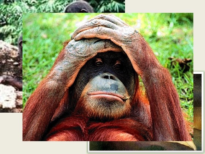 Sexualidad continua Solo en los chimpancé bonobo y en la especie humana 