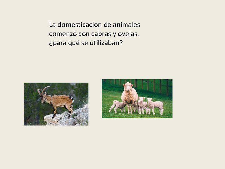 La domesticacion de animales comenzó con cabras y ovejas. ¿para qué se utilizaban? 