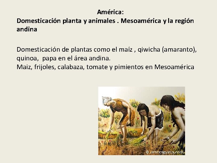 América: Domesticación planta y animales. Mesoamérica y la región andina Domesticación de plantas como