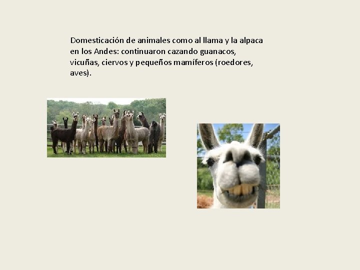 Domesticación de animales como al llama y la alpaca en los Andes: continuaron cazando