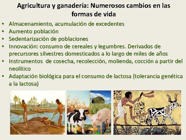 Agricultura y ganadería: Numerosos cambios en las formas de vida Almacenamiento, acumulación de excedentes