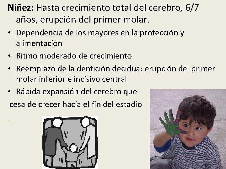 Niñez: Hasta crecimiento total del cerebro, 6/7 años, erupción del primer molar. • Dependencia