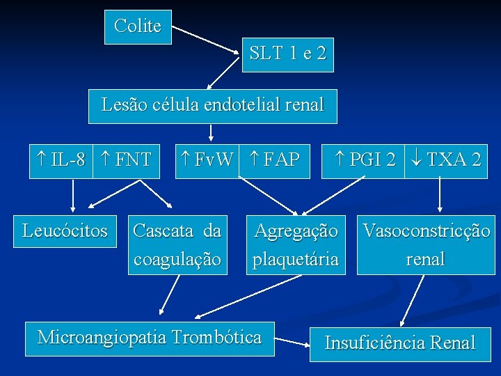 Colite SLT 1 e 2 Lesão célula endotelial renal IL-8 FNT Leucócitos Fv. W