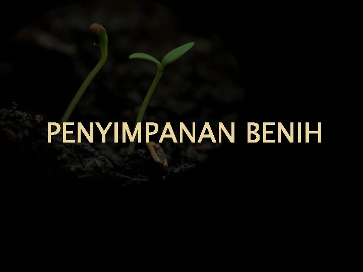 PENYIMPANAN BENIH 