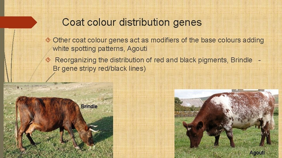Coat colour distribution genes Other coat colour genes act as modifiers of the base
