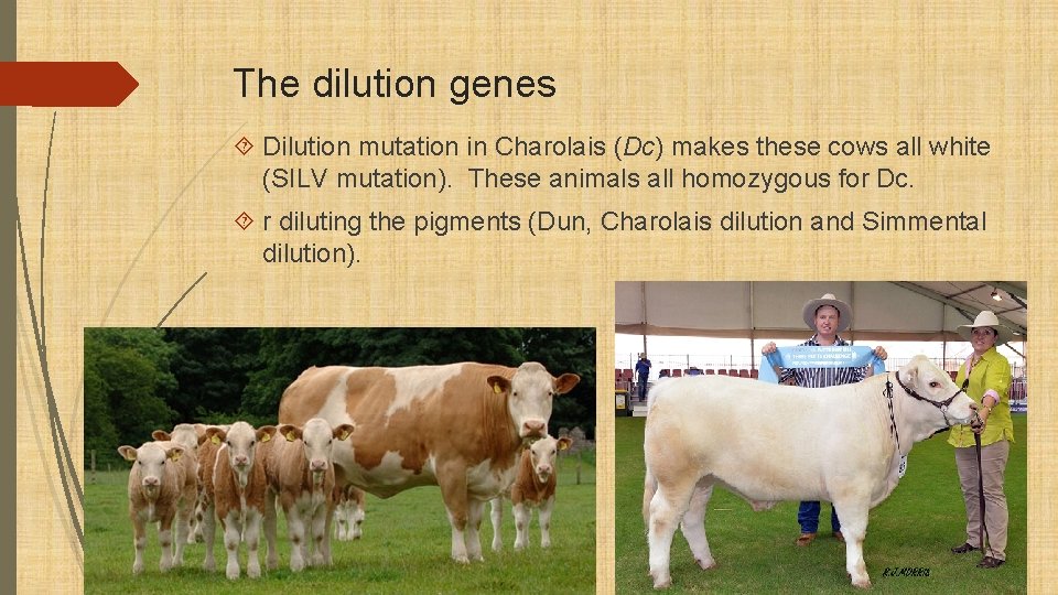 The dilution genes Dilution mutation in Charolais (Dc) makes these cows all white (SILV