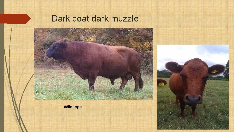 Dark coat dark muzzle Wild type 