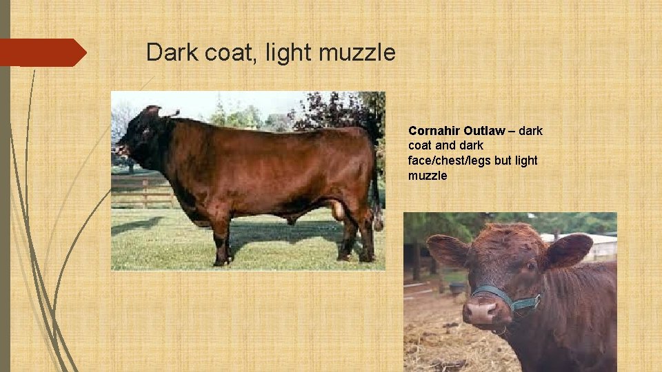 Dark coat, light muzzle Cornahir Outlaw – dark coat and dark face/chest/legs but light