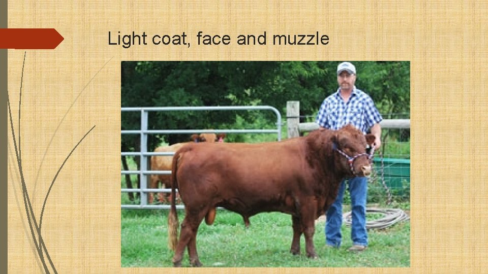 Light coat, face and muzzle 