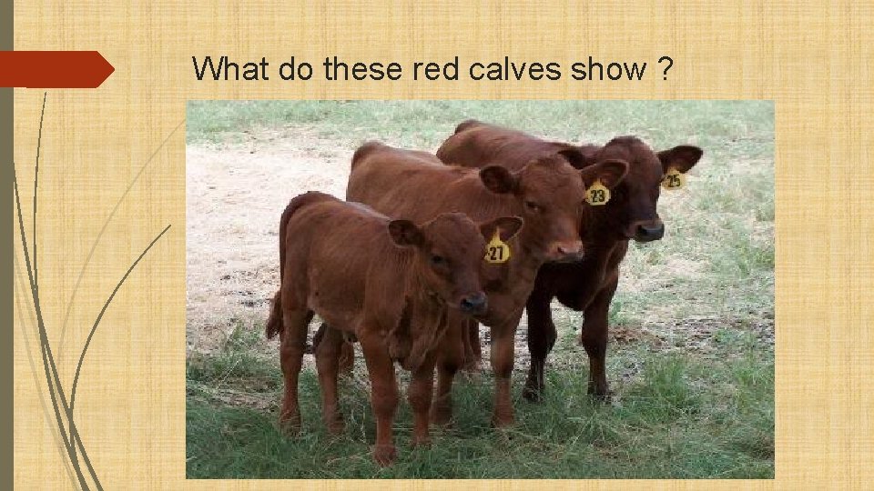 What do these red calves show ? 