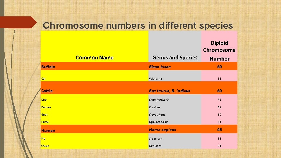 Chromosome numbers in different species Diploid Chromosome Common Name Genus and Species Number Buffalo