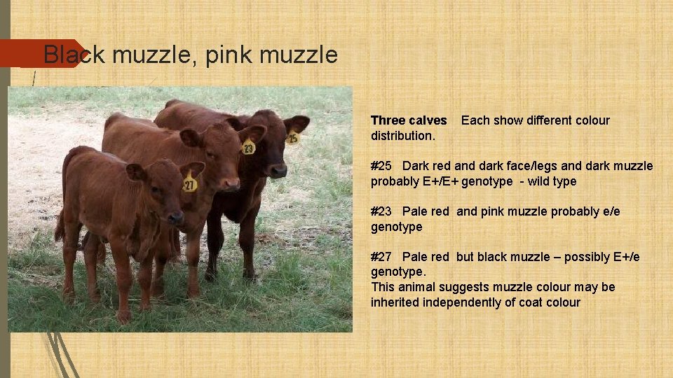 Black muzzle, pink muzzle Three calves distribution. Each show different colour #25 Dark red