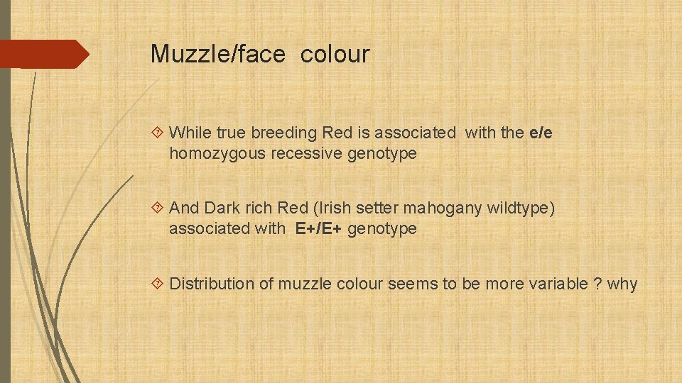 Muzzle/face colour While true breeding Red is associated with the e/e homozygous recessive genotype